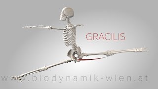 Gracilis Muscle 3D Animation 4K [upl. by Assyle]