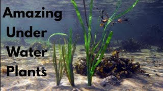 Amazing Under Water Plants  Aquatic Plants [upl. by Anad]