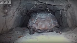 Attenborough The Wonders of Tortoise Tunnel  BBC [upl. by Deer676]