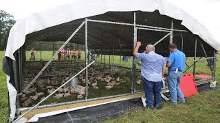 Raising 20000 Chickens On Pasture COMPLETE [upl. by Brotherson]