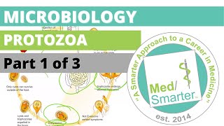 Protozoa  Microbiology  USMLE STEP 1  Part 1 of 3 [upl. by Camile]