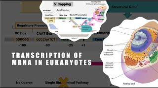 Transcription In Eukaryotes [upl. by Anehsuc630]