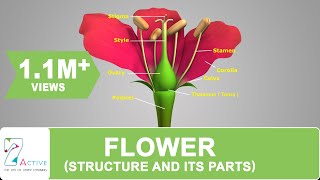 Parts of a Flower Diagram and Functions [upl. by Bobbette971]