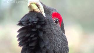 capercaillie [upl. by Tamberg]