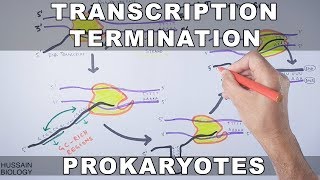 Transcription Termination in Prokaryotes [upl. by Warrick]