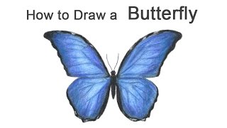 How to Draw a Butterfly Blue Morpho [upl. by Eeima]