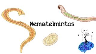 Nematelmintos [upl. by Adiel836]