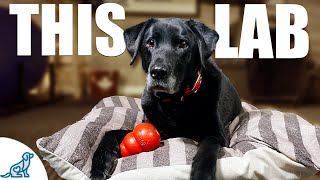 10 Lessons A Labrador Retriever Taught Me About Dog Training [upl. by Alarice698]