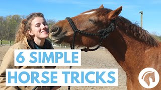 How to Teach Your Horse Tricks 6 Simple Tricks [upl. by Zuleika]