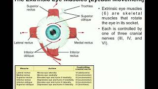 Anatomy  The Extrinsic Eye Muscles Functions amp Innervation [upl. by Reiko]