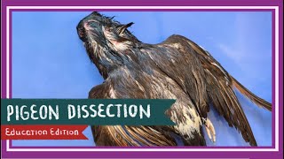 Pigeon Dissection  Birds of a Feather EDU [upl. by Arlo]