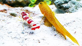 Yellow Watchman Goby and Candy Stripe Pistol Shrimp Pair [upl. by Avad]