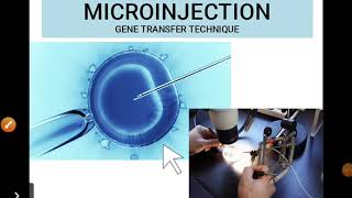 Microinjection Technique for gene insertion Animal Biotechnology [upl. by Neron]