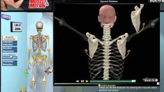 How Scapular Movement Works 3D Anatomy amp Diagrams [upl. by Niela640]