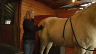 Equine Chiropractic Treatment The Pelvis [upl. by Alyled]