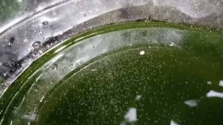 DAPHNIA MOINA CULTURE IN A SMALL BUCKET [upl. by Hermina]