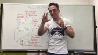 Mucosa  Gastrointestinal Tract Histology [upl. by Gaby]