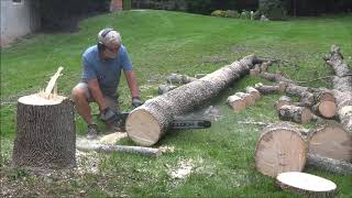 Falling Trees  Dead Ash  Emerald Ash Borer [upl. by Lewiss612]