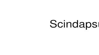 How to pronounce Scindapsus [upl. by Denna]