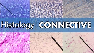 Histology  Connective Tissue [upl. by Indihar887]