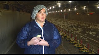 Biosecurity and Health Management on Chicken Farms [upl. by Flaherty633]