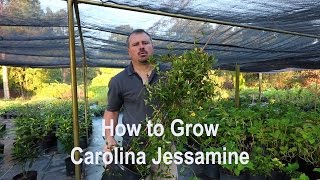 How to grow Carolina Jessamine with a detailed description [upl. by Bickart]