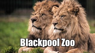 A trip to Blackpool Zoo uk England [upl. by Stovall]