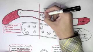 Part I  Regulation of Blood Pressure Hormones [upl. by Ferdinande]