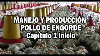 PRODUCCION POLLO DE ENCORDE MANEJO EN PRIMERAS ETAPAS [upl. by Ribaudo]