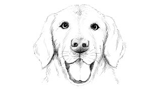 How to draw Labrador Dog [upl. by Enihsnus]