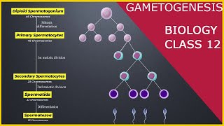 GAMETOGENESIS  Human Reproduction  Class 12 [upl. by Gentille]