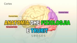 ANATOMIA DHE FIZIOLOGJIA E TRURIT  3D [upl. by Idalla335]