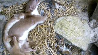 Two Weasels Mating  Discover Wildlife  Robert E Fuller [upl. by Halvaard]