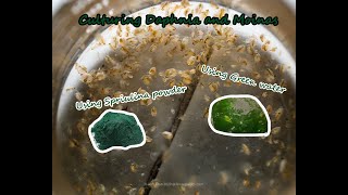 How To Culture Daphnia and Moinas using Green Water Spirulina powder [upl. by Acissej]