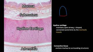 Histology  Trachea [upl. by Rainah]