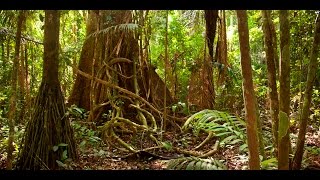 Amazon jungle documentary national geographic [upl. by Eedya]