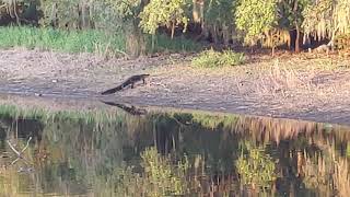 Gator catches wild hog on land gator hog  gatorhunting myakka  gotem sneakattack gatoronland [upl. by Annais]