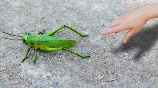 GIANT GRASSHOPPER [upl. by Eshman]