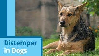 Distemper in Dogs [upl. by Elata]