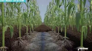 Subsurface Drip Irrigation for Corn [upl. by Oer973]