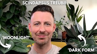 Scindapsus Treubii houseplant care [upl. by Hannej]