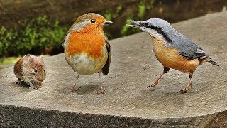 Ratones Para Gatos 🐁 Videos para gatos  Ratón [upl. by Turino832]