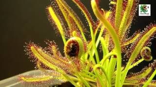 Planta Carnívora  Drosera capensis cazando [upl. by Willyt632]