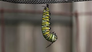 Monarch Caterpillar Changes to a Chrysalis [upl. by Nalhsa]