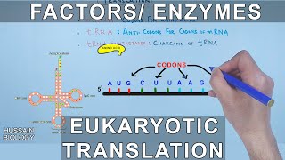 Enzymes and Factors in Eukaryotic Translation [upl. by Tressa]