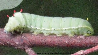 How Caterpillars Crawl  Extreme Close Up [upl. by Ycrep]