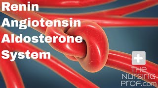 The Renin Angiotensin Aldosterone System [upl. by Ahsaya]