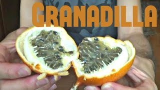 Granadilla Review  Weird Fruit Explorer Ep 34 [upl. by Notlehs811]