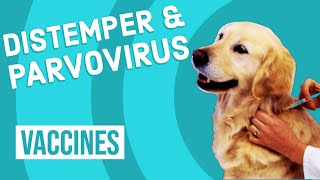 Canine Distemper amp Parvovirus Vaccine [upl. by Chicoine]