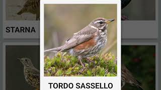 Tordo Sassello RICHIAMO [upl. by Rikahs199]